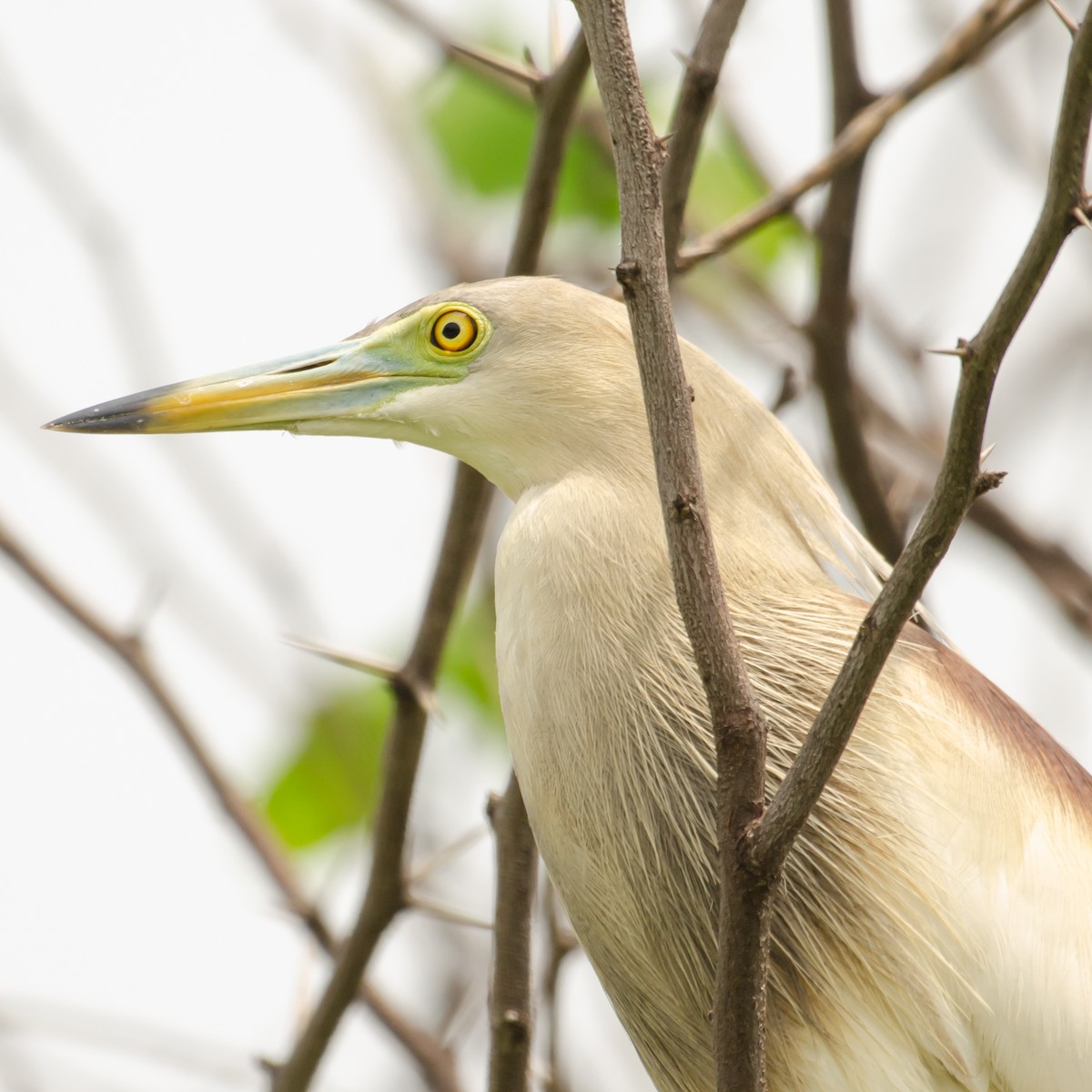 Indian Pond-Heron - ML645983777