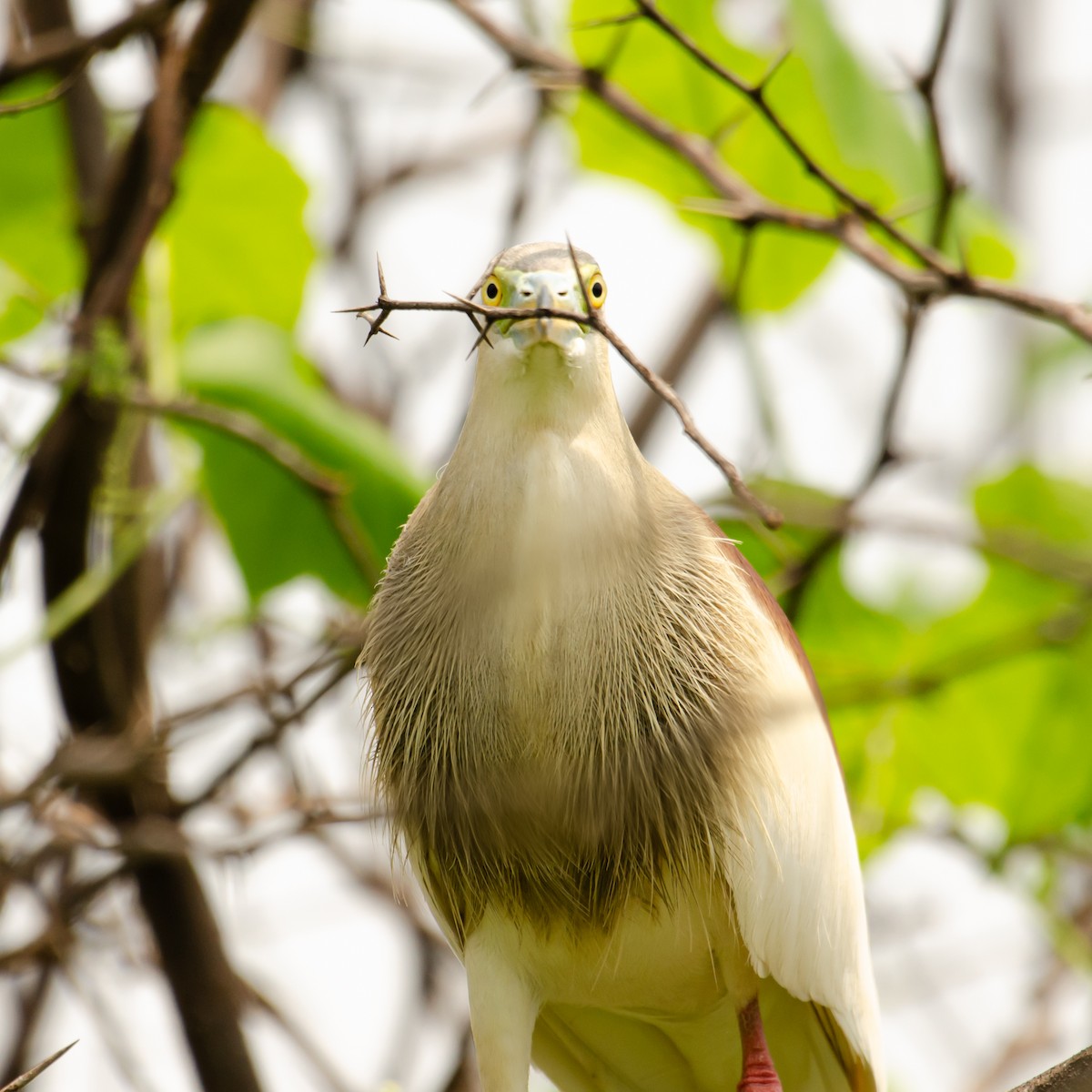 Indian Pond-Heron - ML645983778