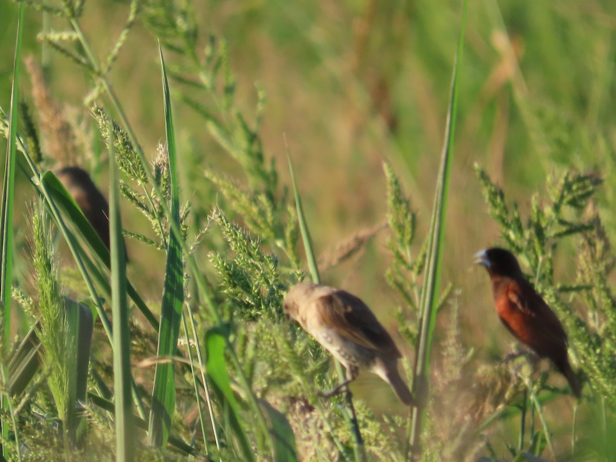 Chestnut Munia - ML645983780