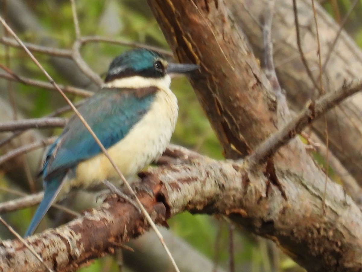 Sacred Kingfisher - ML645983781