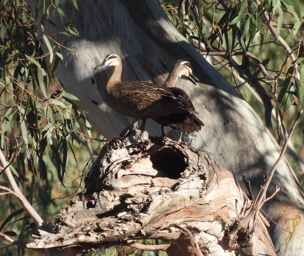 Pacific Black Duck - ML645983788