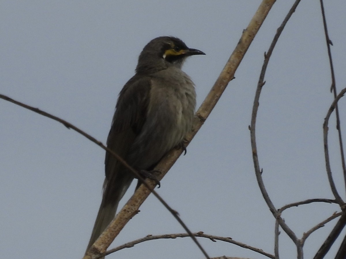 Yellow-faced Honeyeater - ML645983791