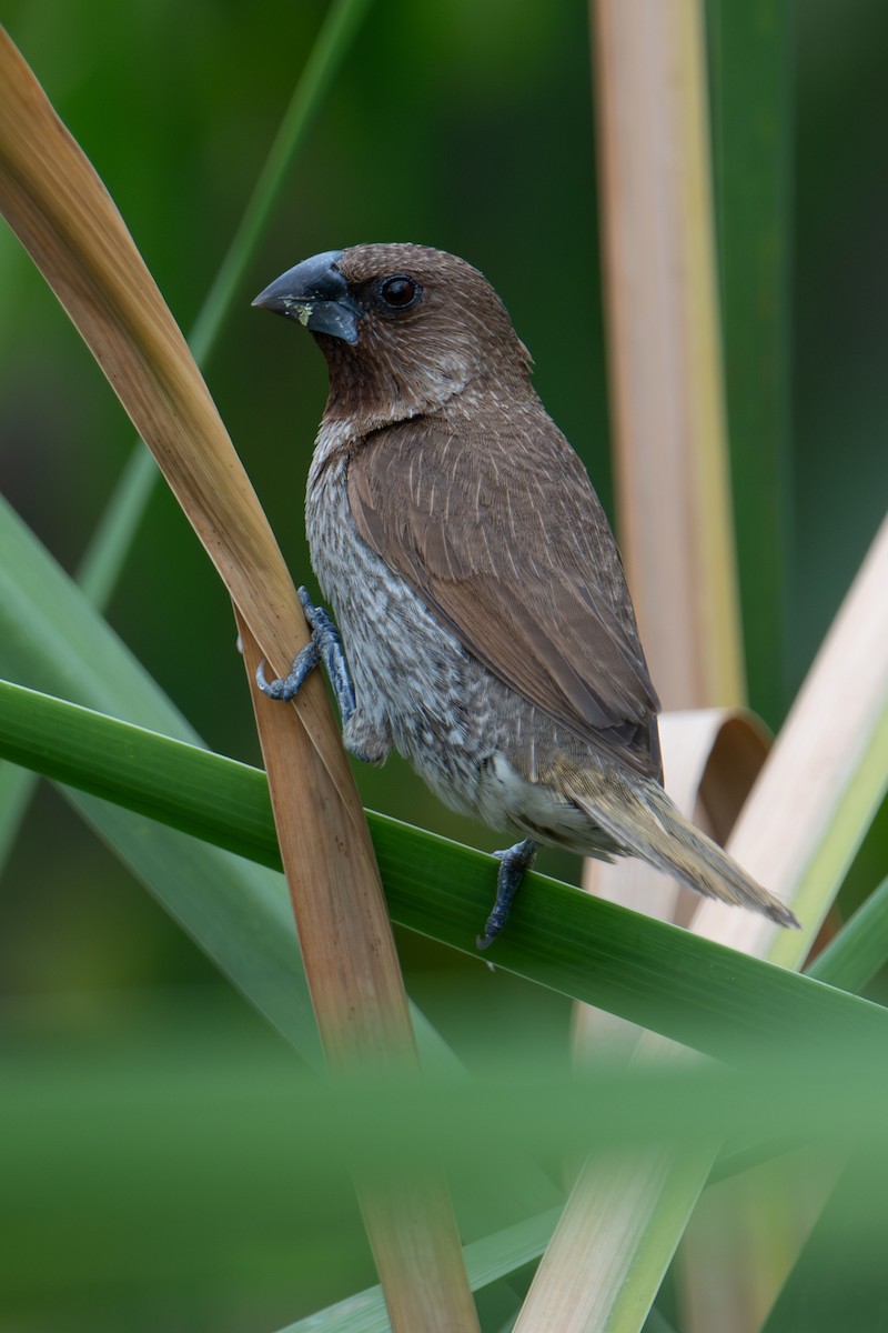 panenka muškátová - ML645983801