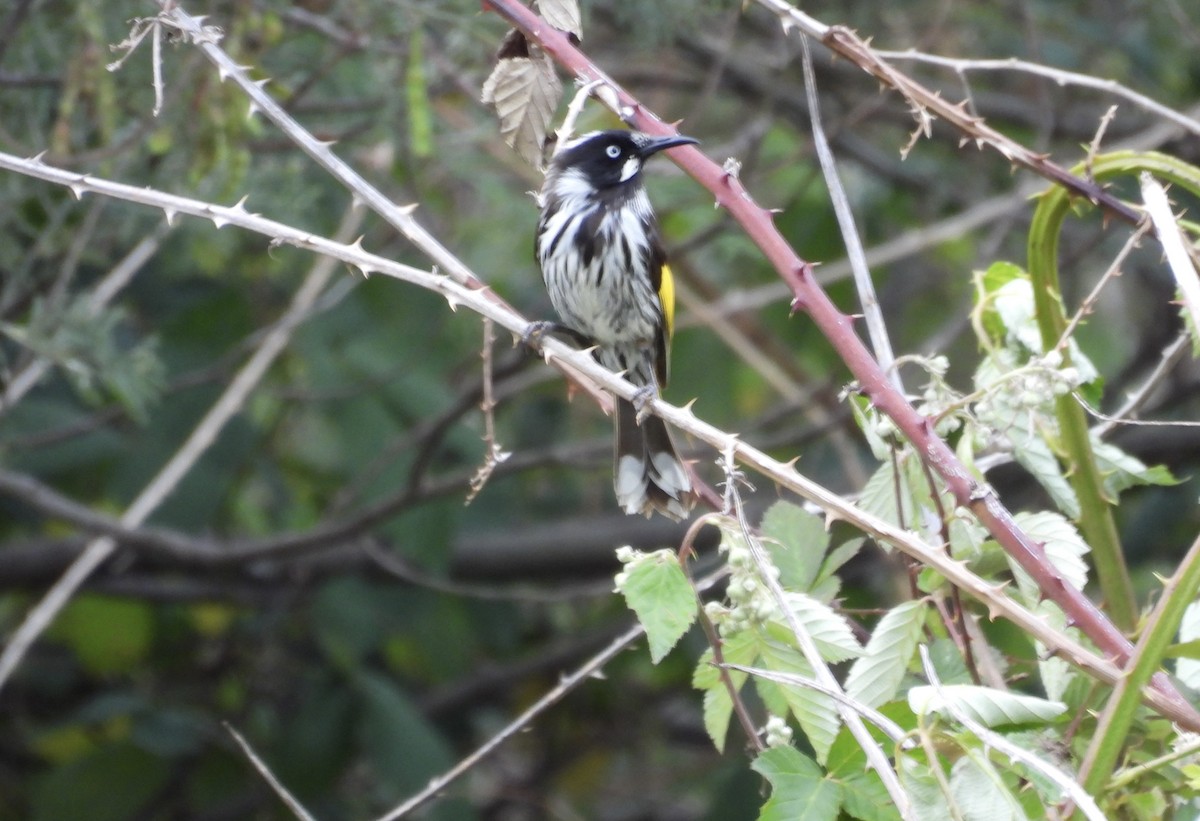 New Holland Honeyeater - ML645983802
