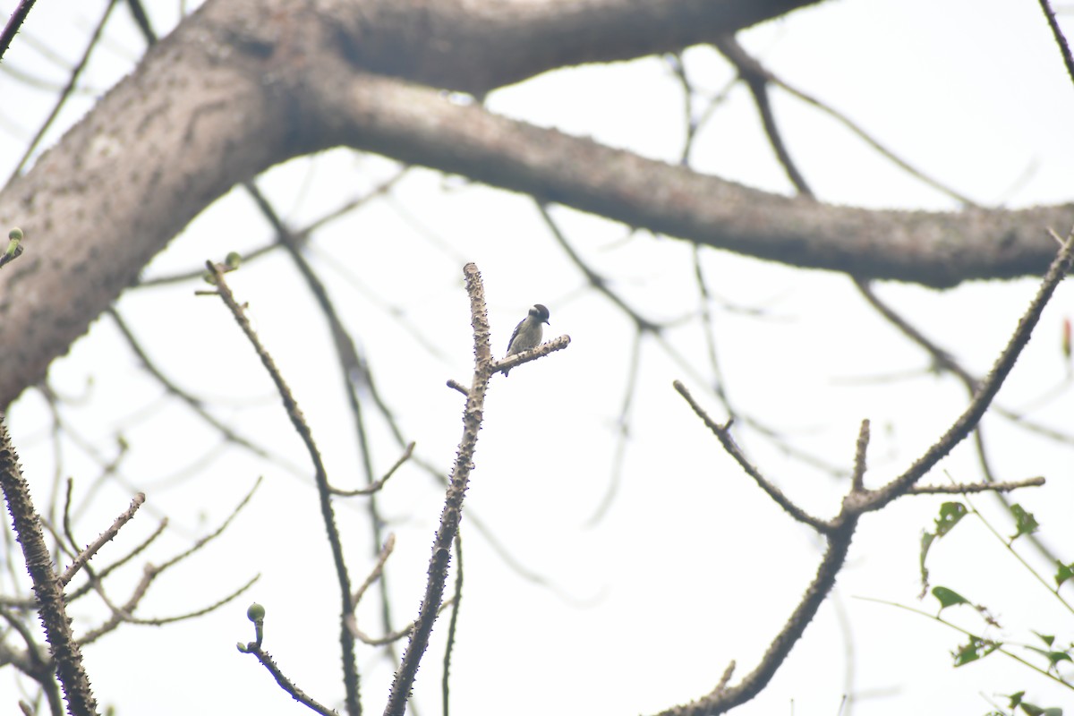 strakapoud hnědohlavý - ML645983803