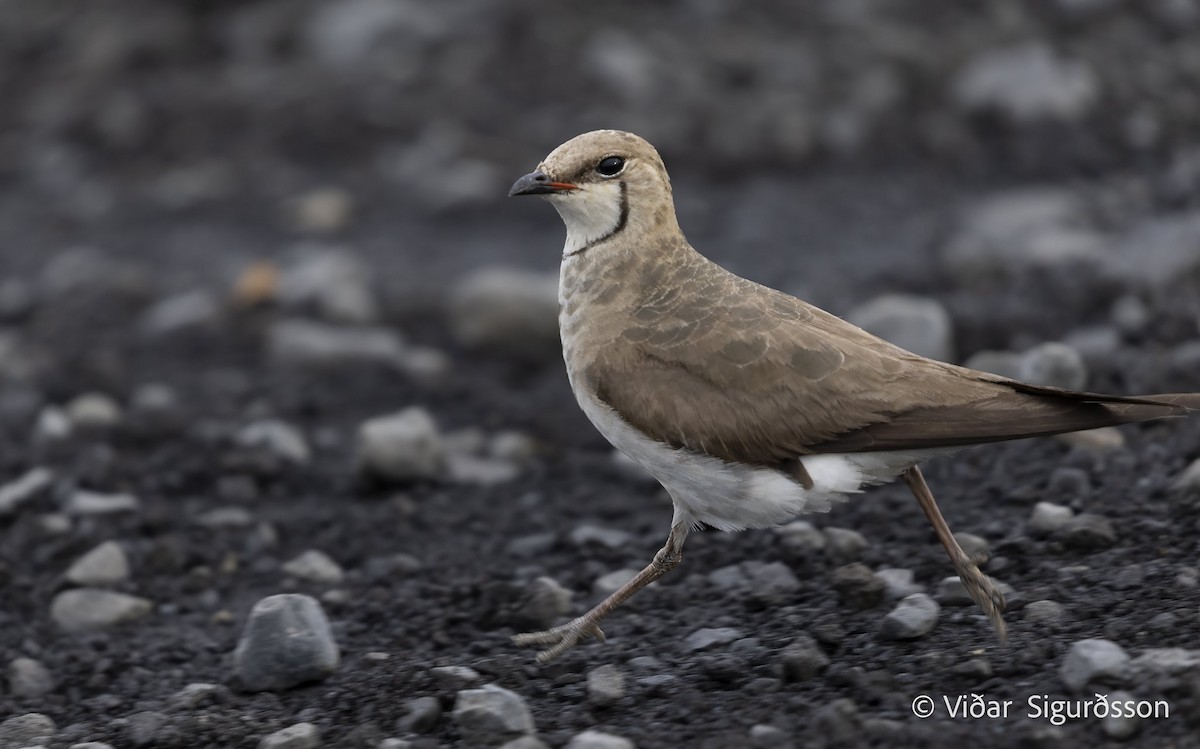 Black-winged Pratincole - ML645983810