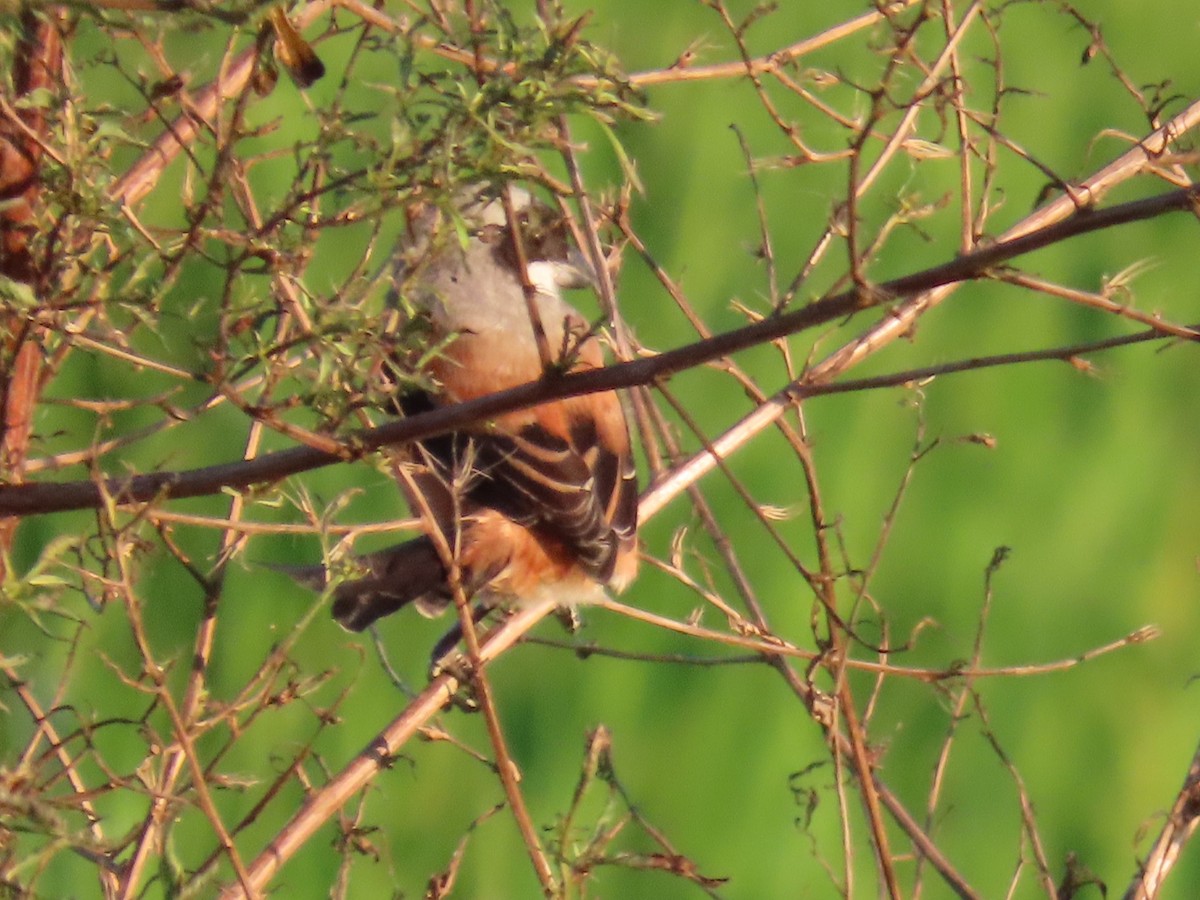 rustvarsler - ML645983814