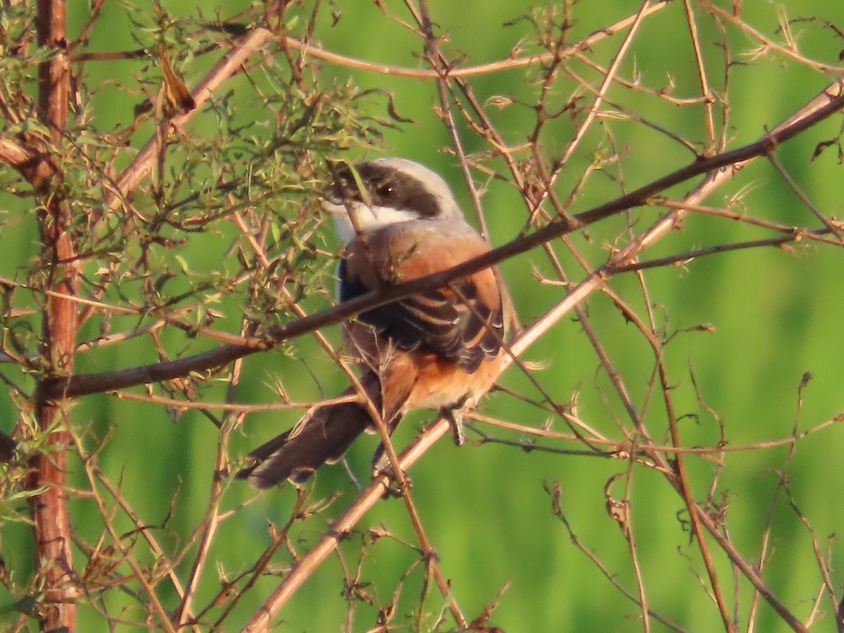 rustvarsler - ML645983816