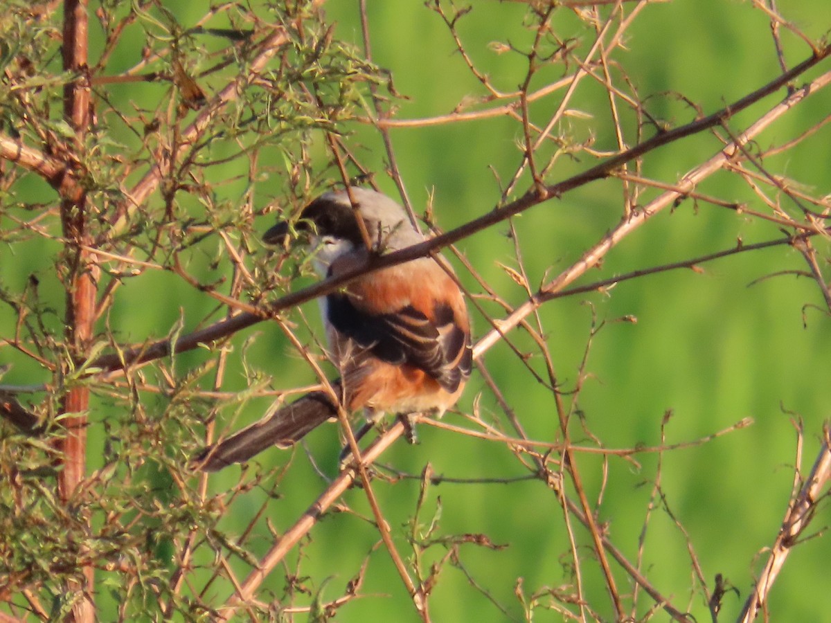 rustvarsler - ML645983817