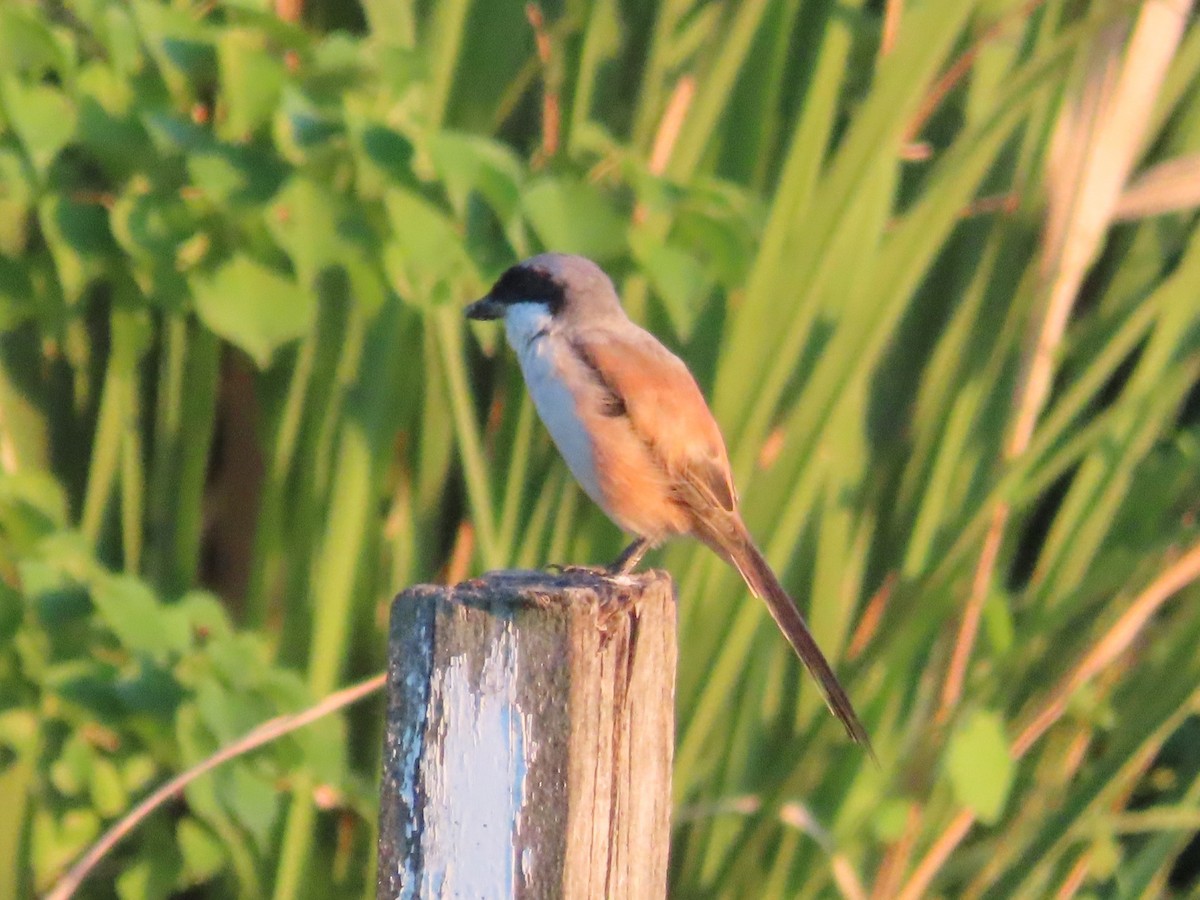 rustvarsler - ML645983819