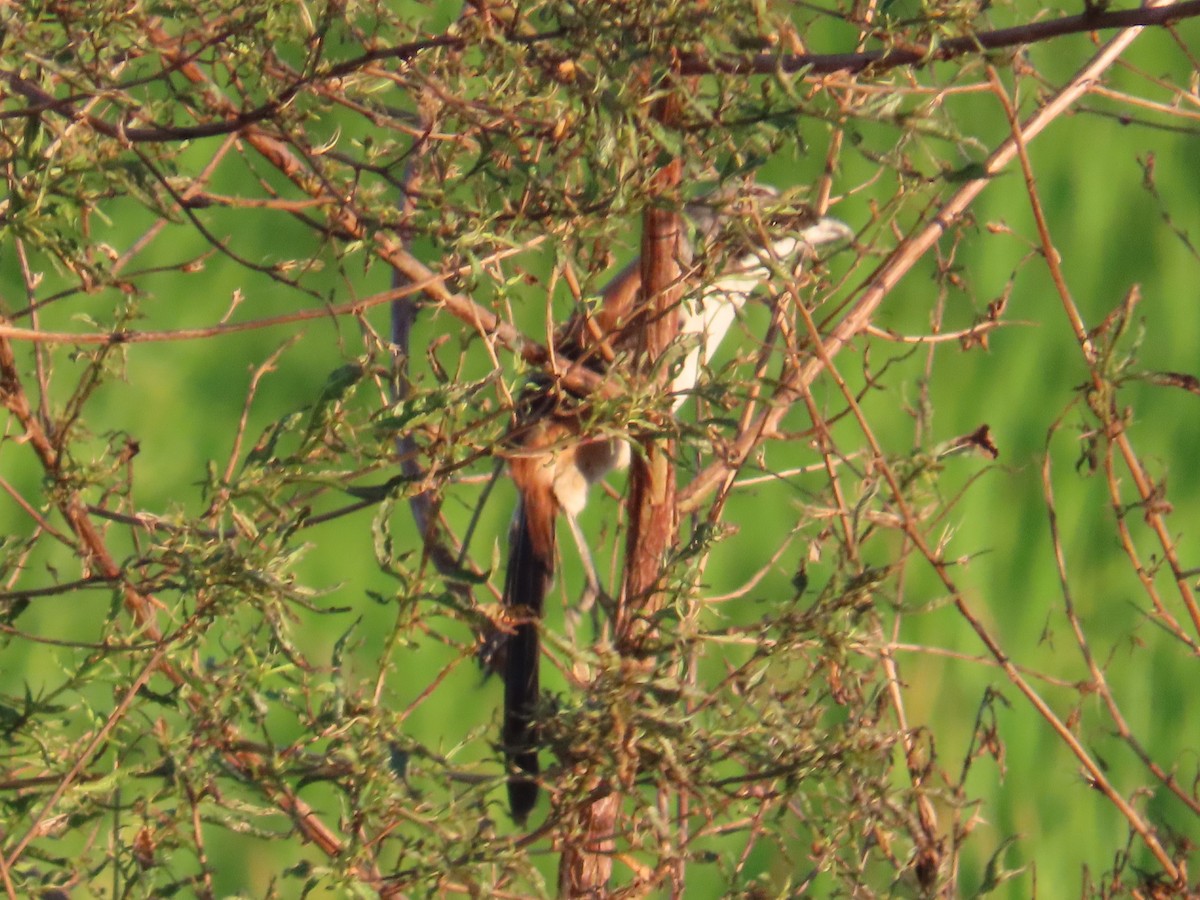 rustvarsler - ML645983821