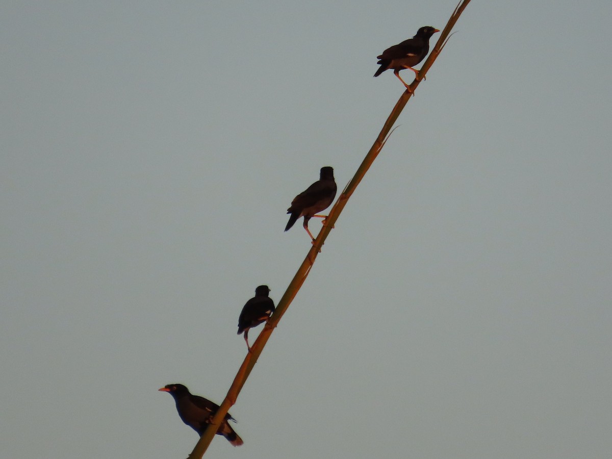 javastær - ML645983822