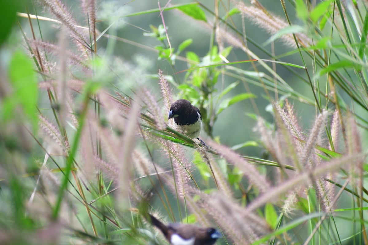 hvitgumpnonne - ML645983823