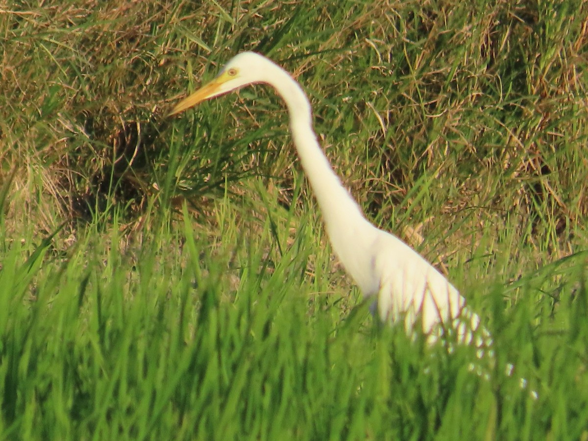 duskhegre - ML645983824