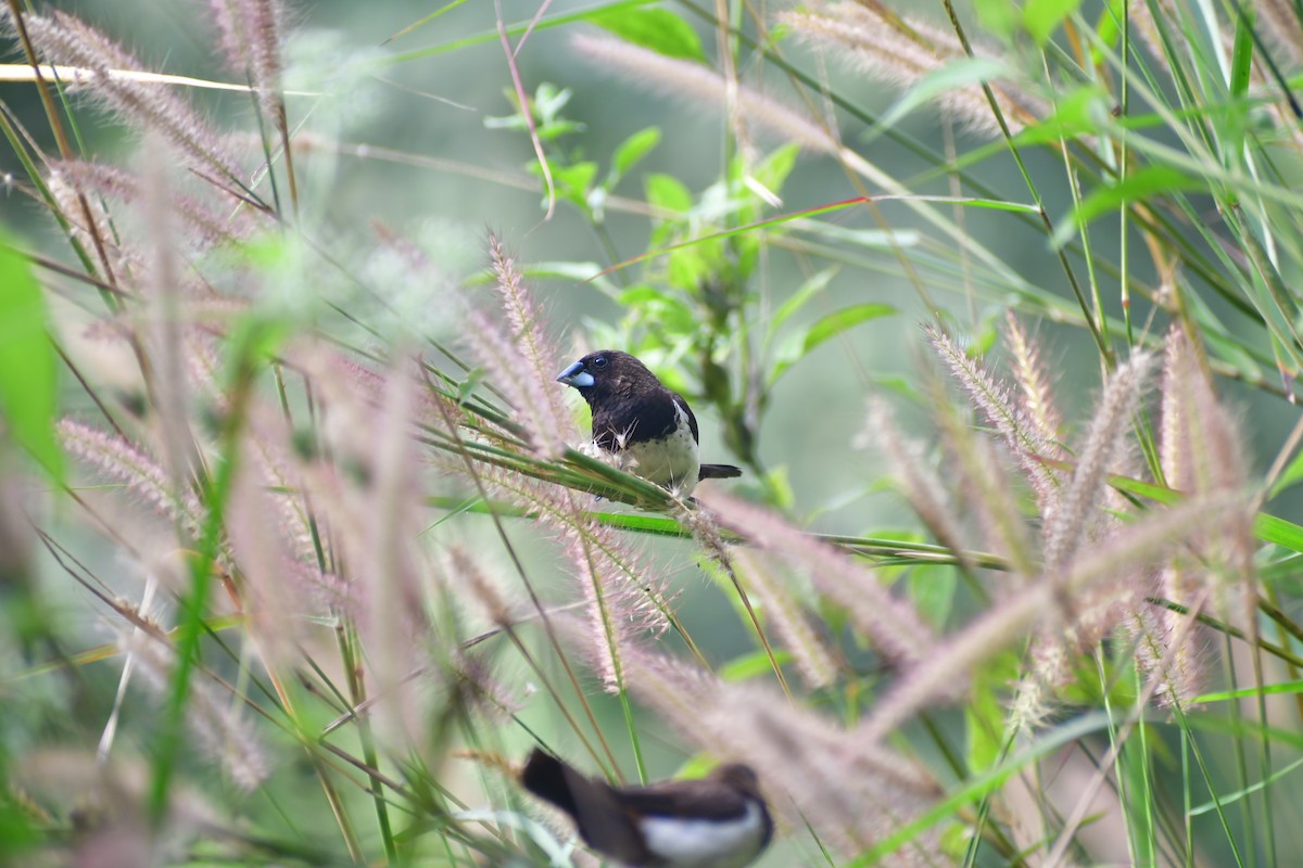 hvitgumpnonne - ML645983825