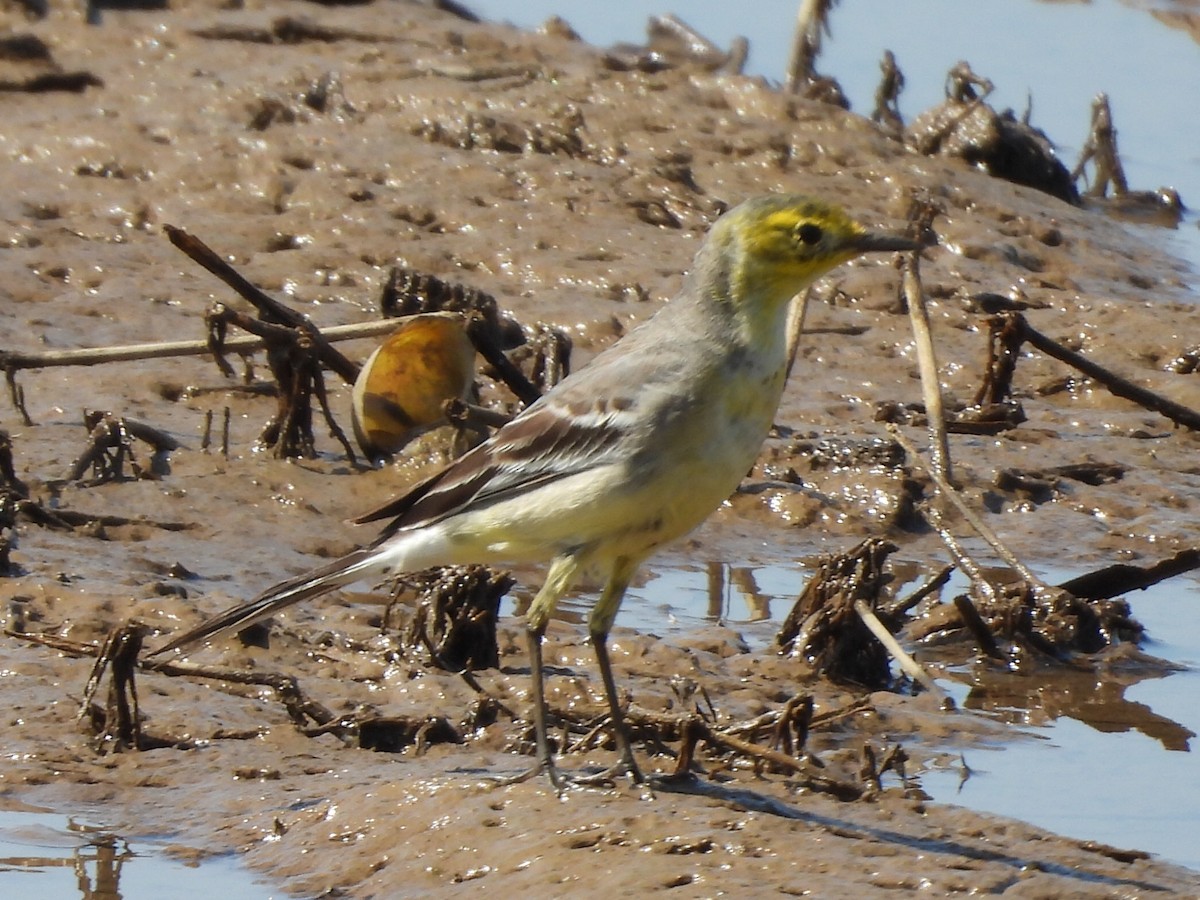 sitronerle - ML645983826