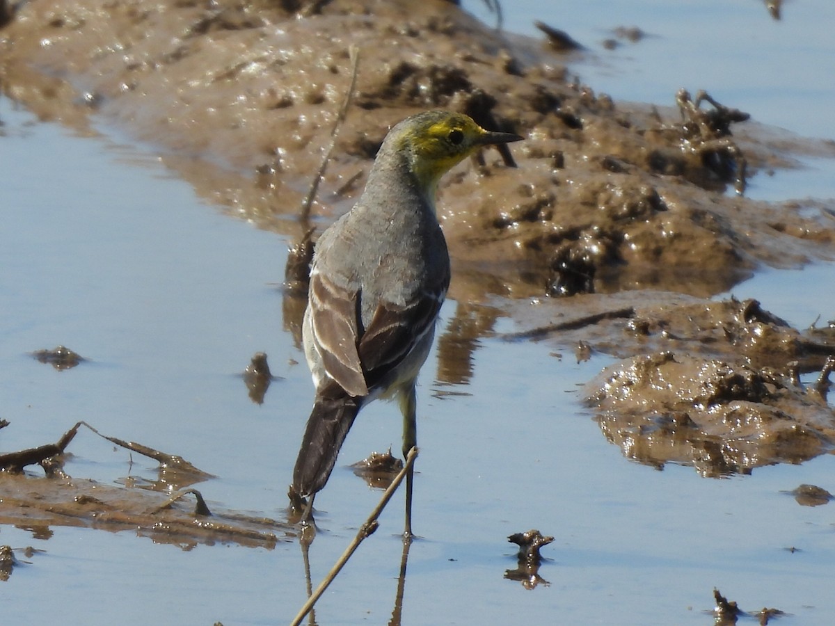 sitronerle - ML645983829