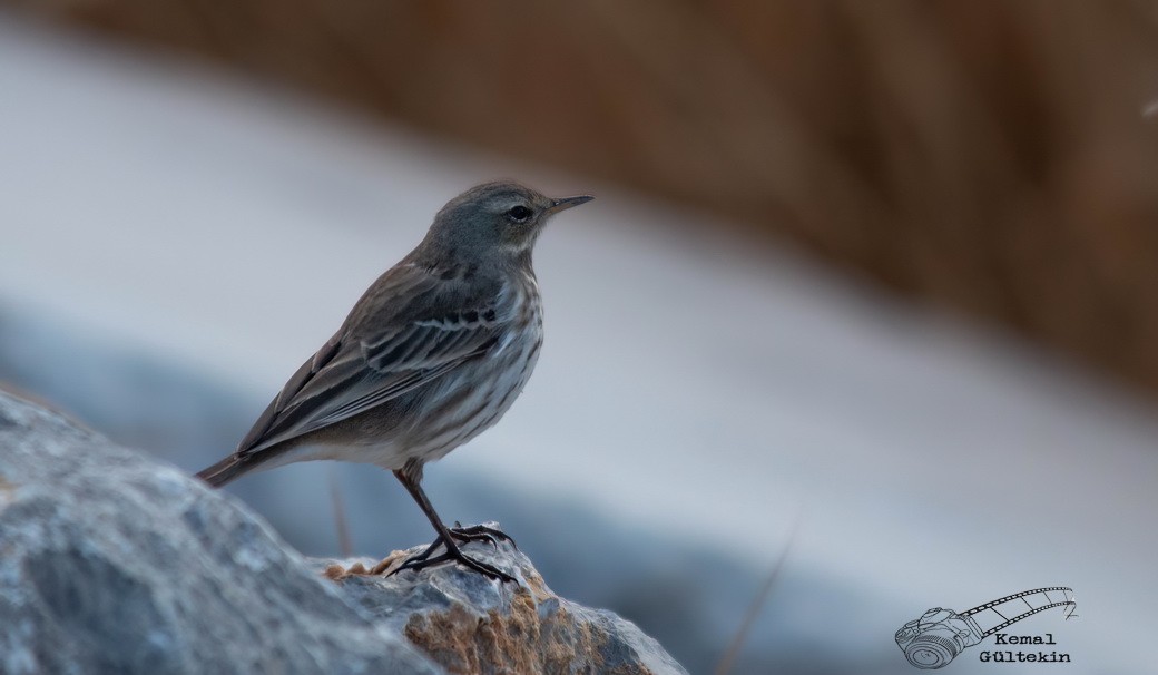 vannpiplerke - ML645983830