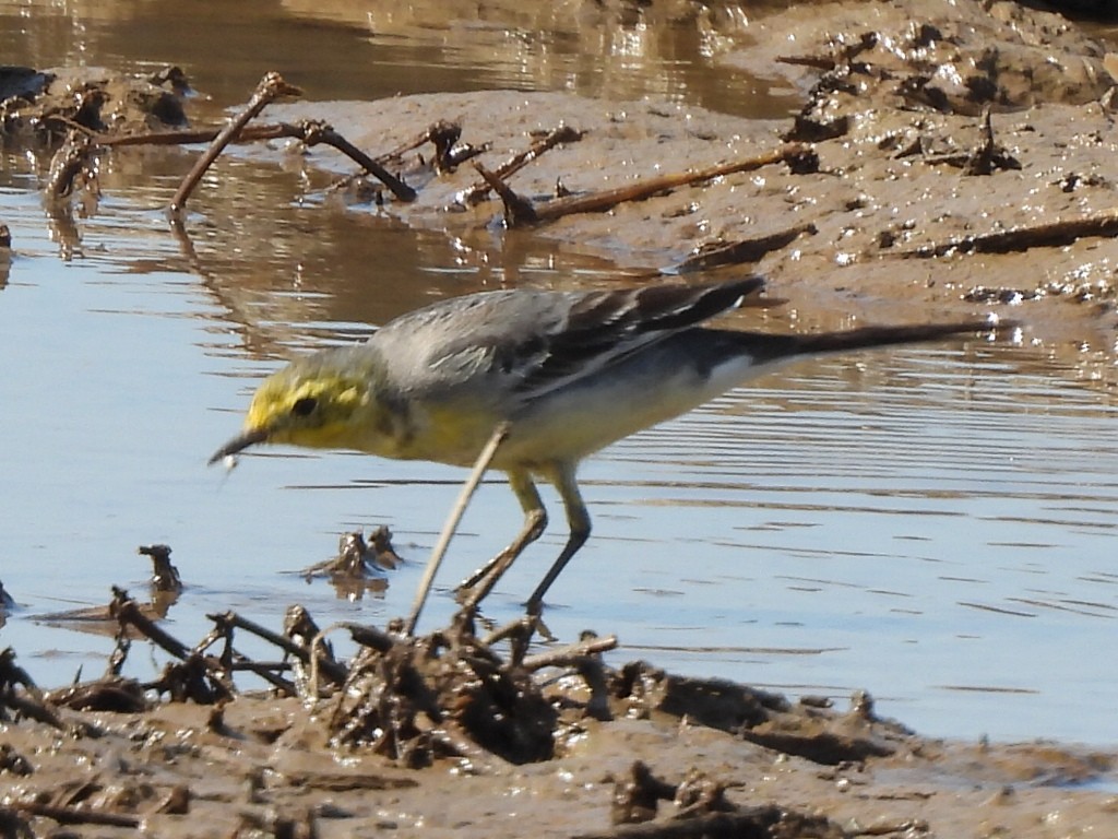 sitronerle - ML645983831