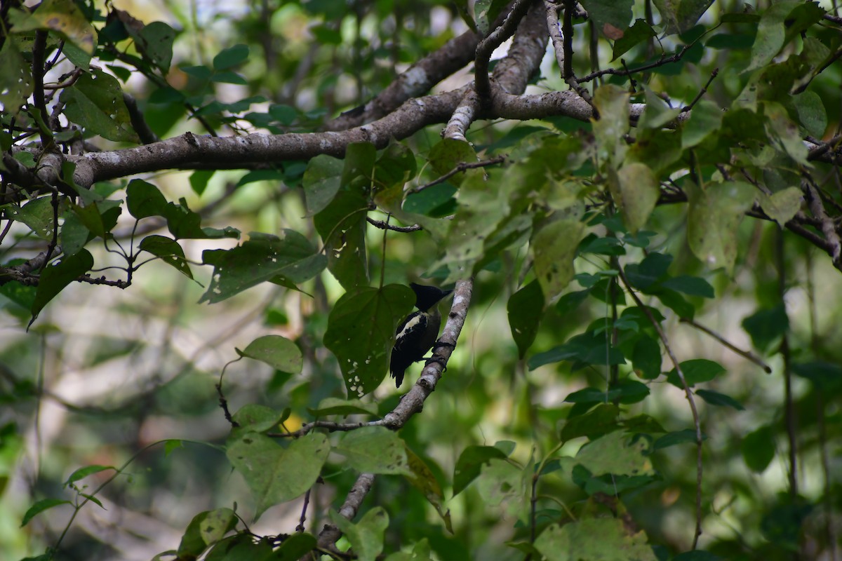 svarttopphjertespett - ML645983832