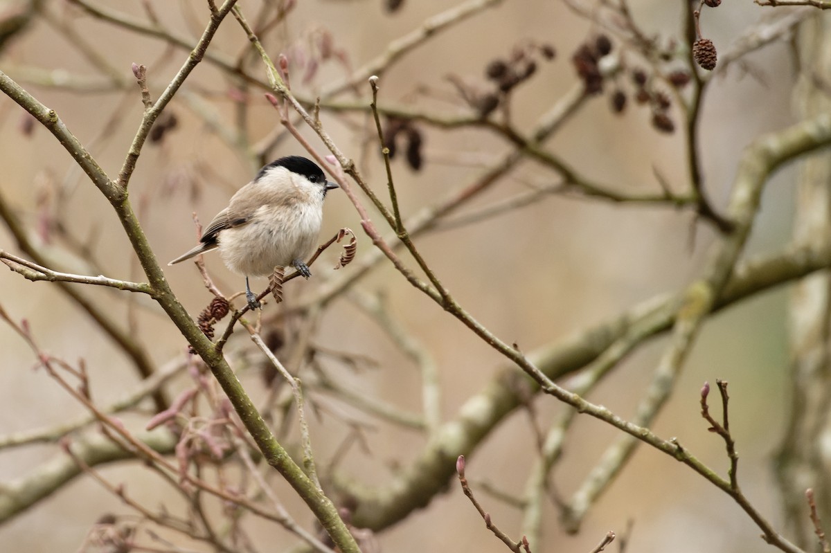 løvmeis - ML645983834