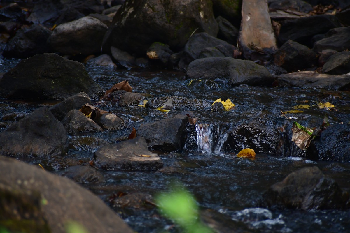 vintererle - ML645983835