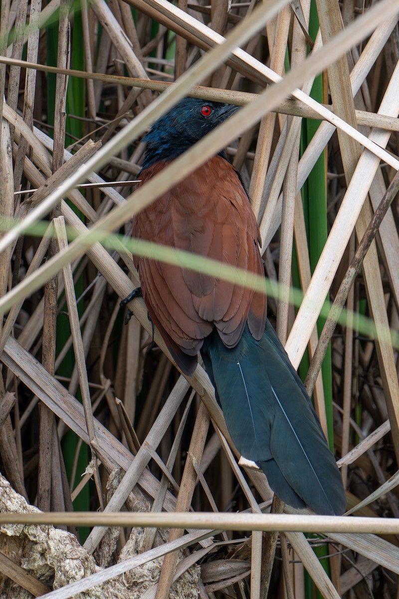 storsporegjøk - ML645983837