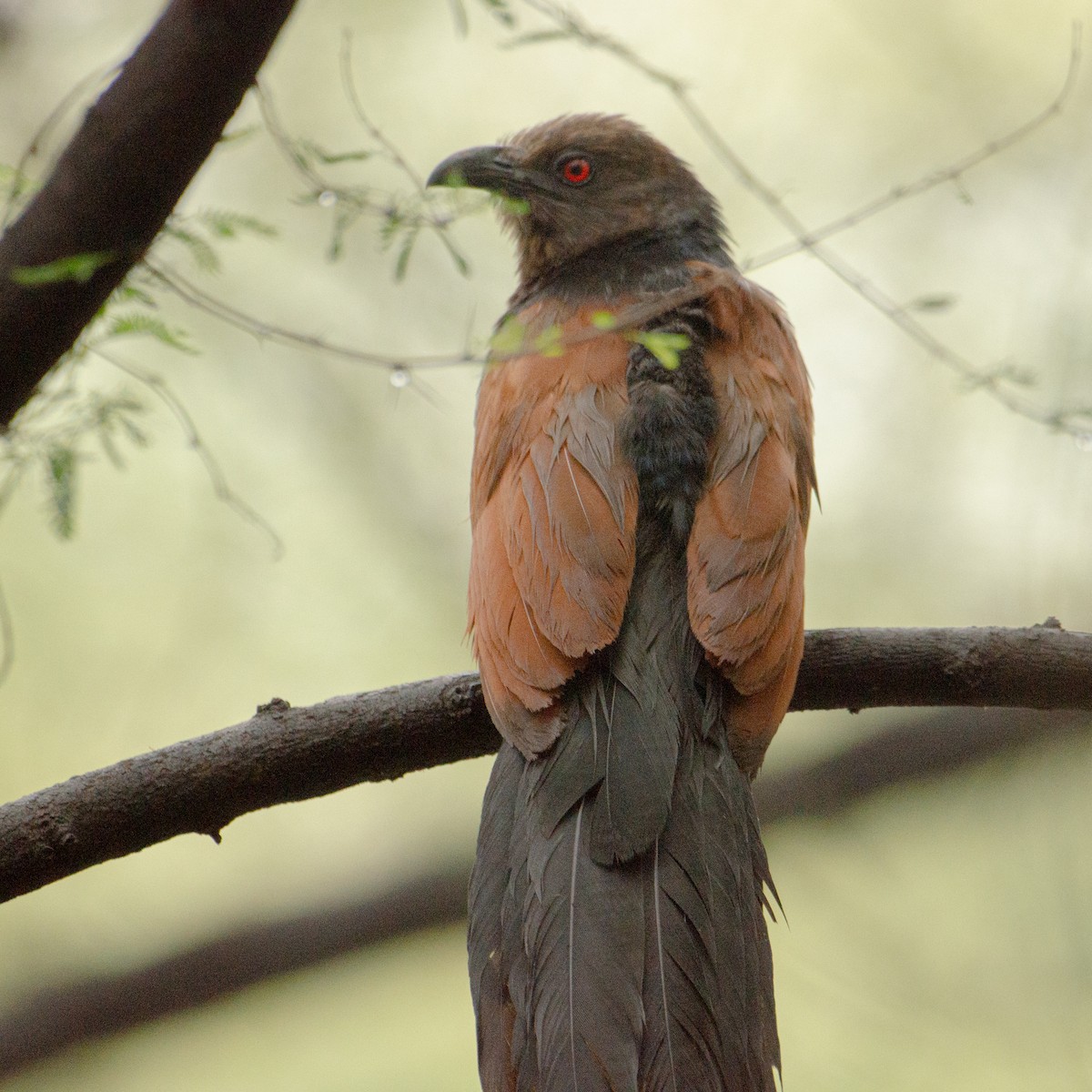 storsporegjøk - ML645983839