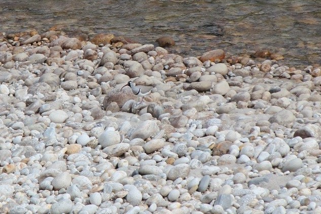 ibisnebb - ML645983840