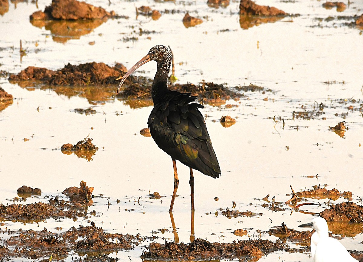 bronseibis - ML645983841