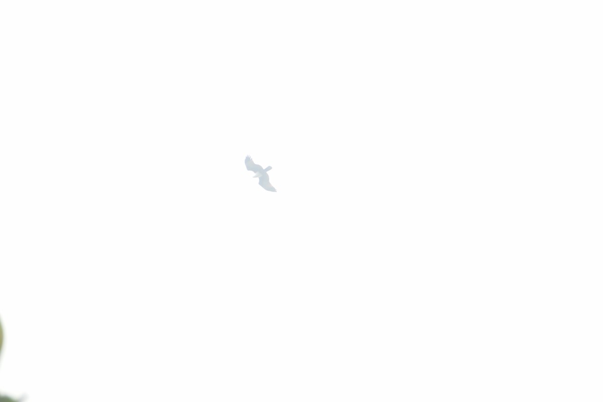 braminglente - ML645983842