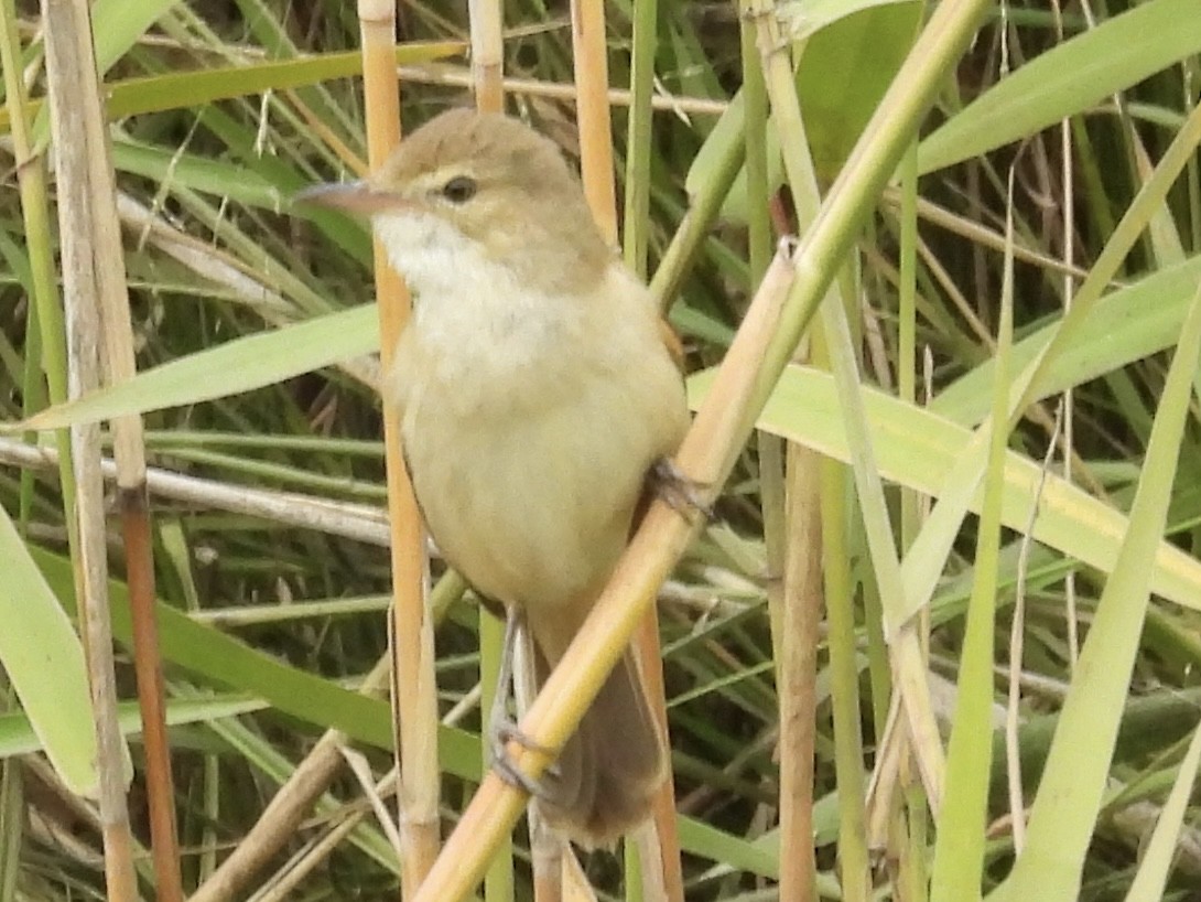 australkjerrsanger - ML645983844