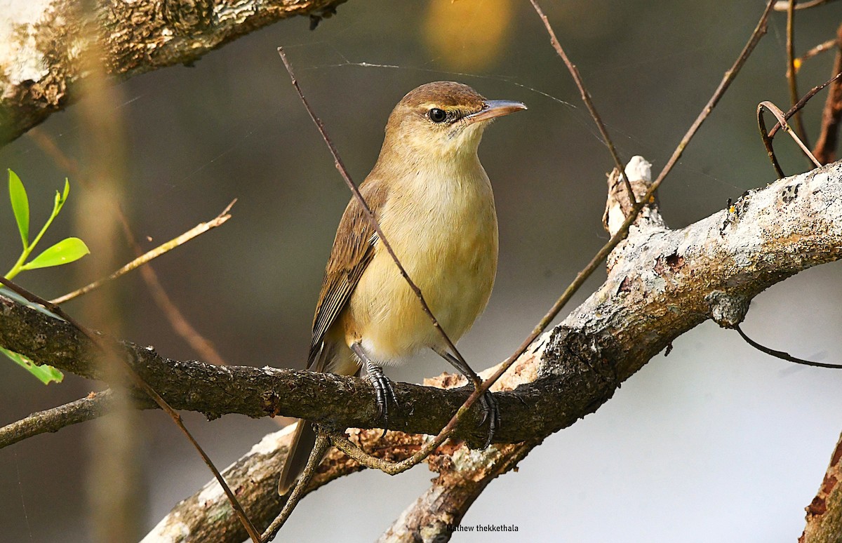 rákosník hlučnohlasý - ML645983845