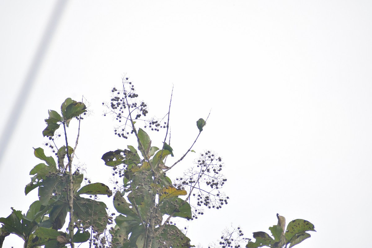 barbet bělolící - ML645983846