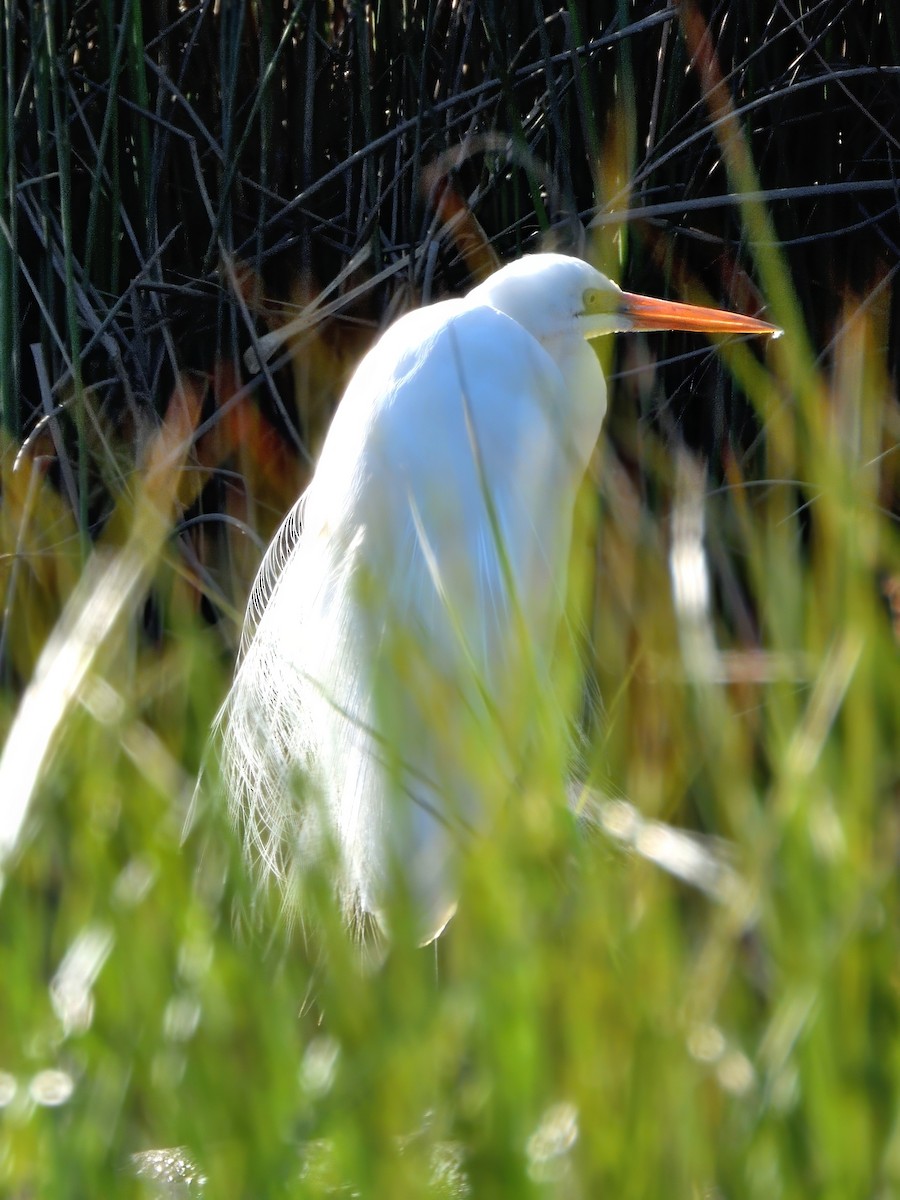 volavka bílá (ssp. modesta) - ML645983847