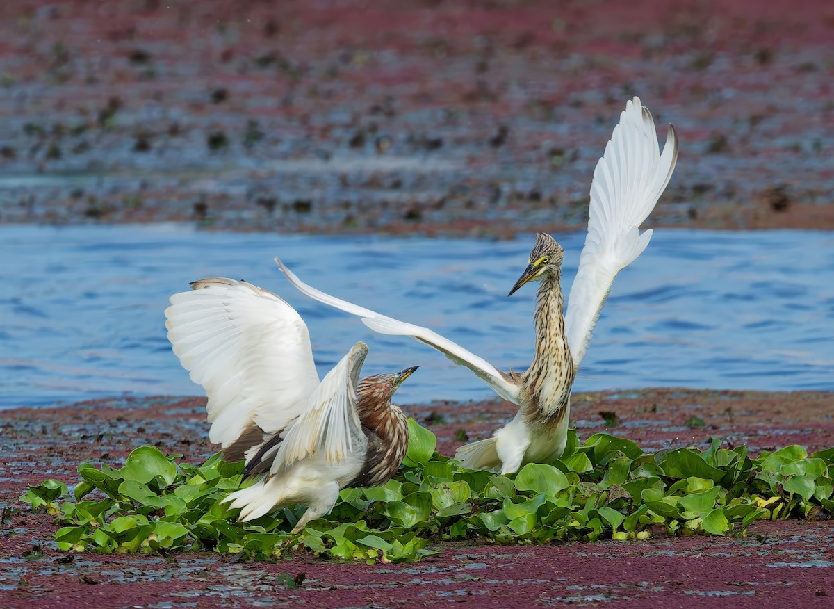 volavka čínská - ML645983850