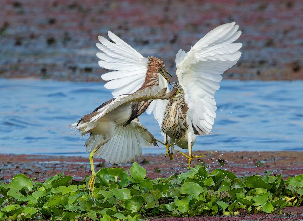 volavka čínská - ML645983851