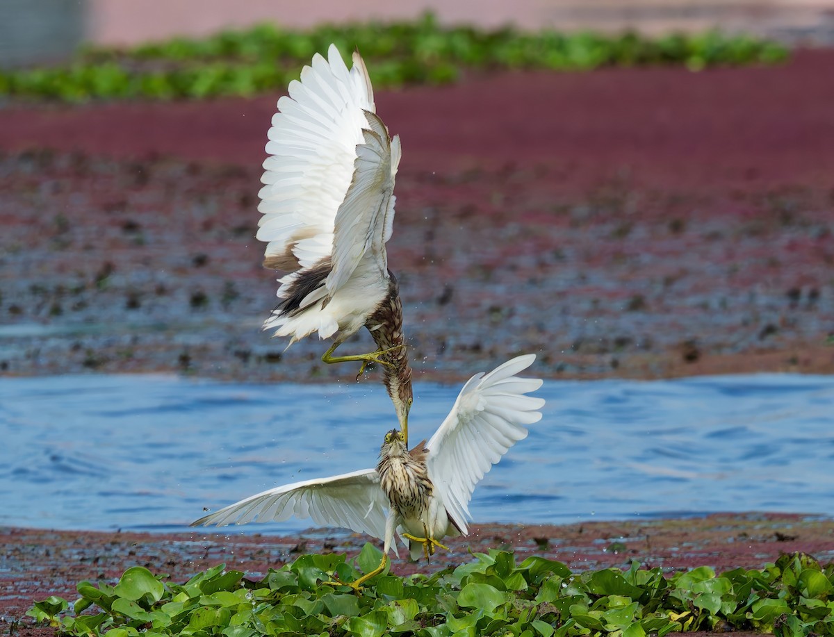 volavka čínská - ML645983855