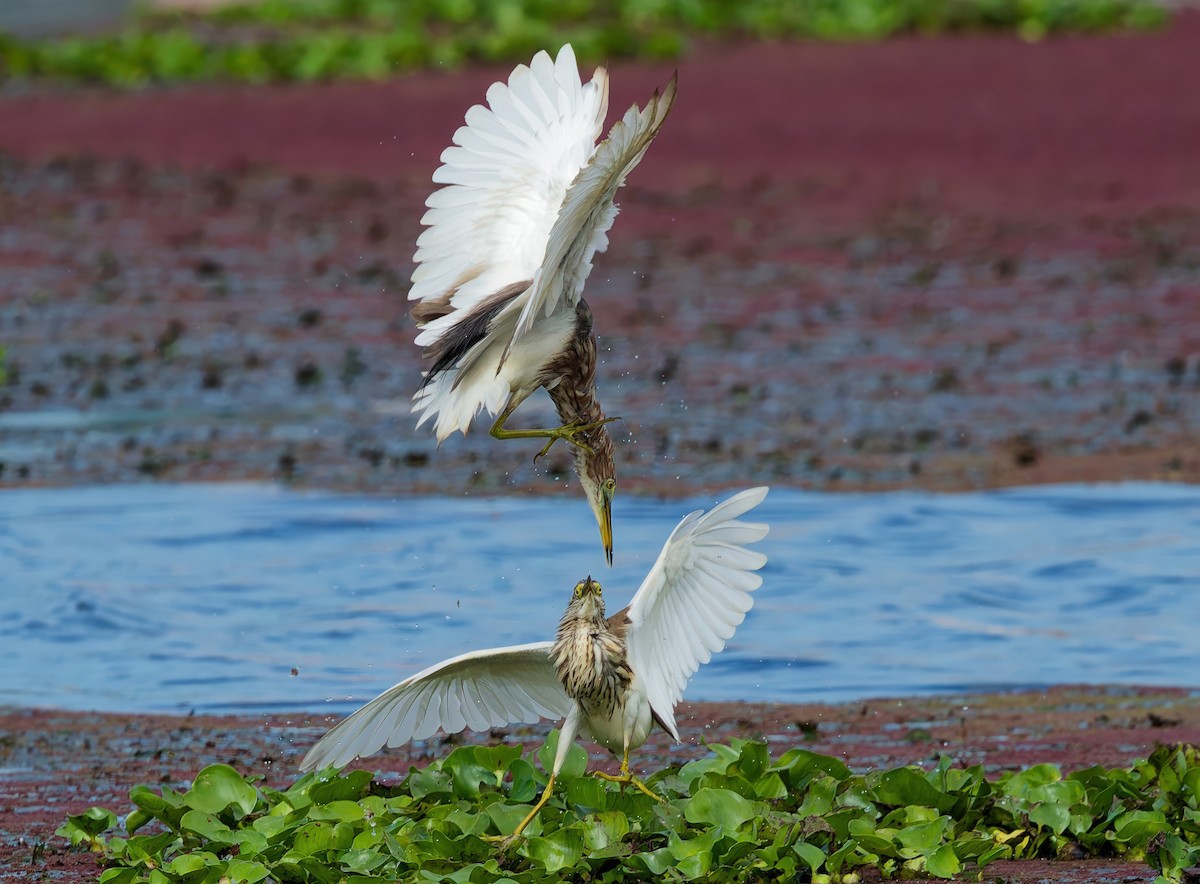 volavka čínská - ML645983856