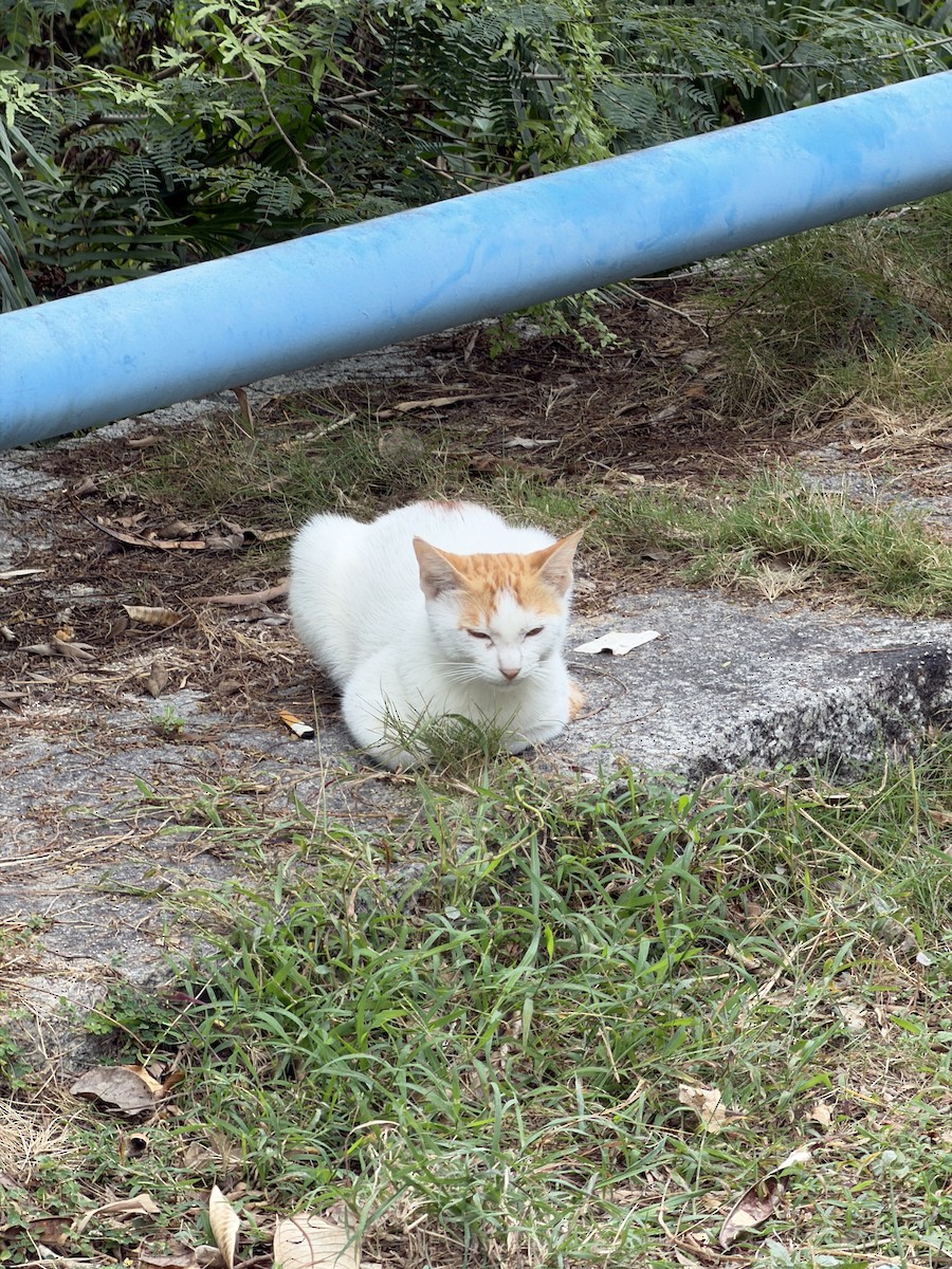 Domestic Cat - ML645983857