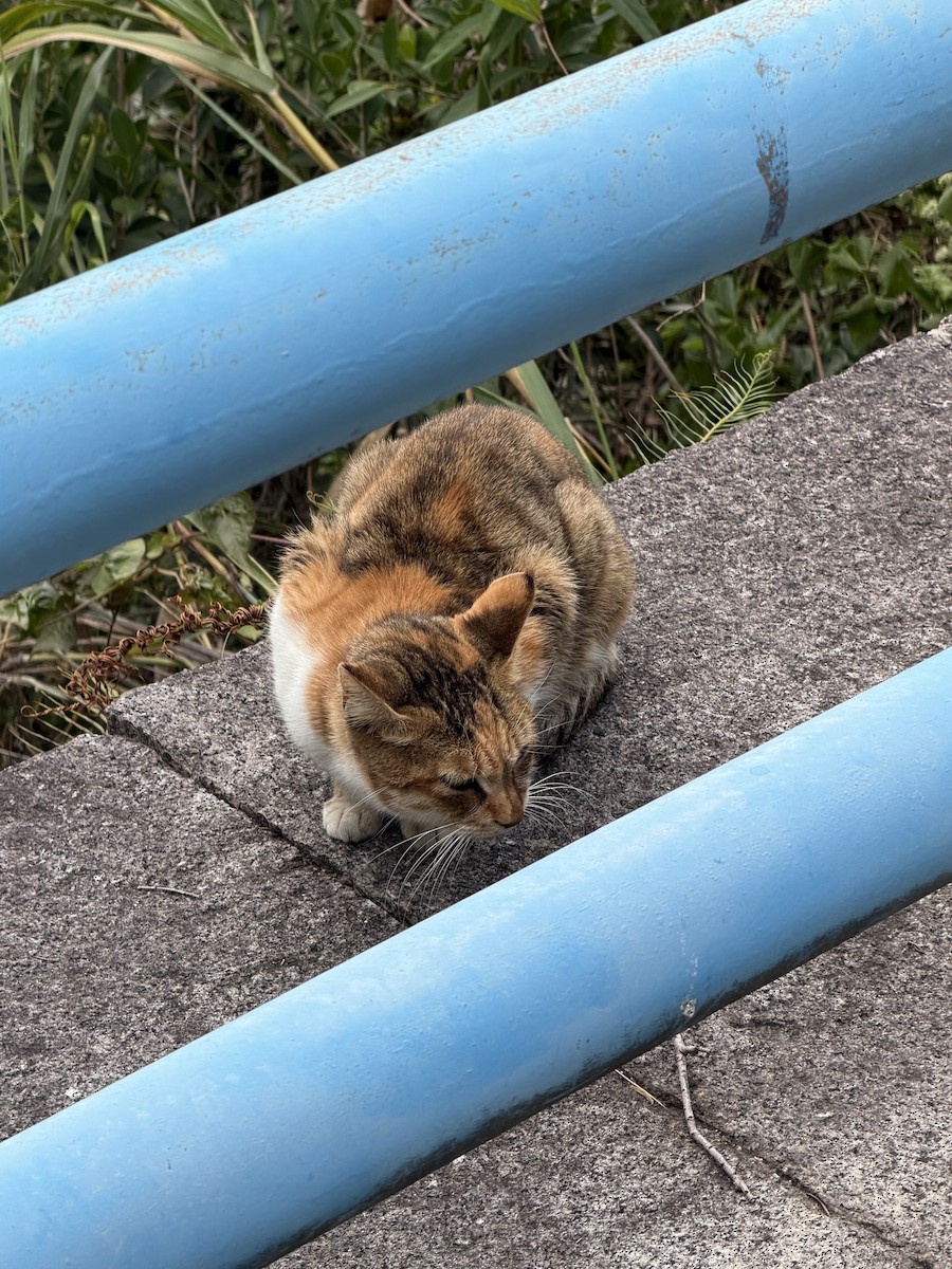 Domestic Cat - ML645983858