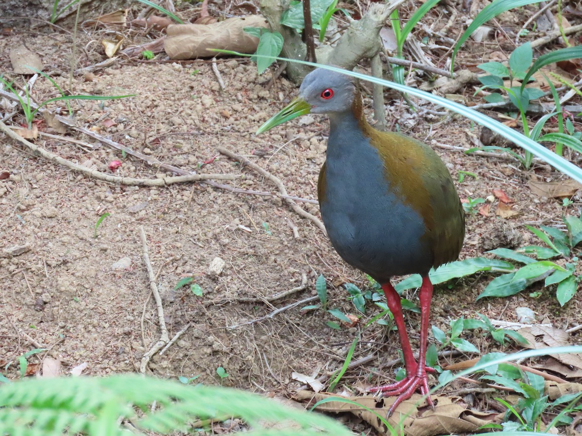 Schieferbrustralle - ML645983859