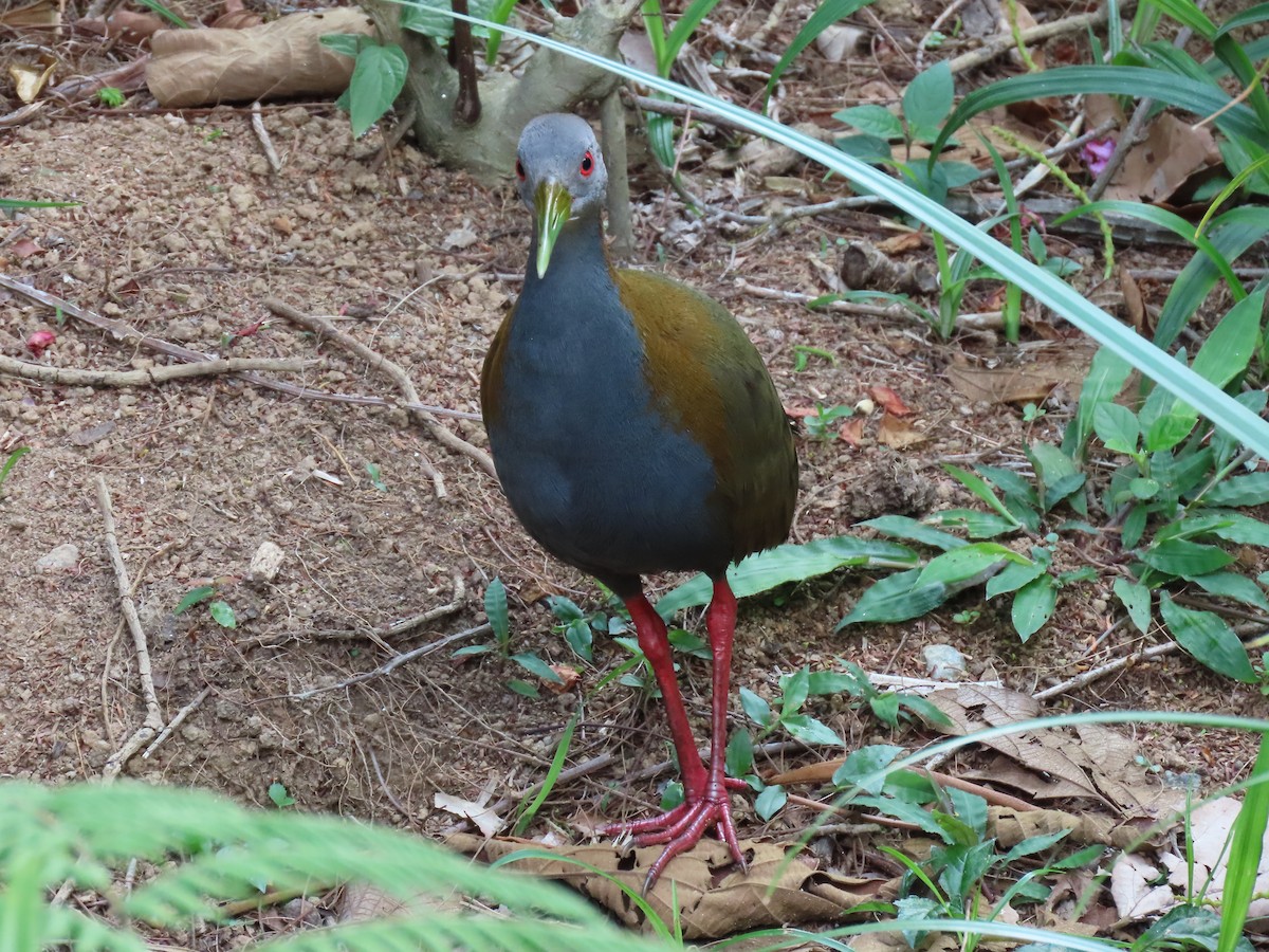 Schieferbrustralle - ML645983860