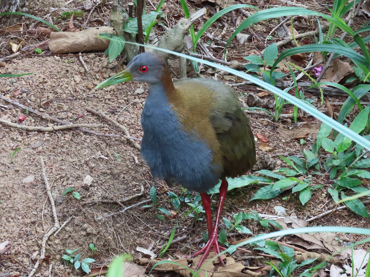 Schieferbrustralle - ML645983861