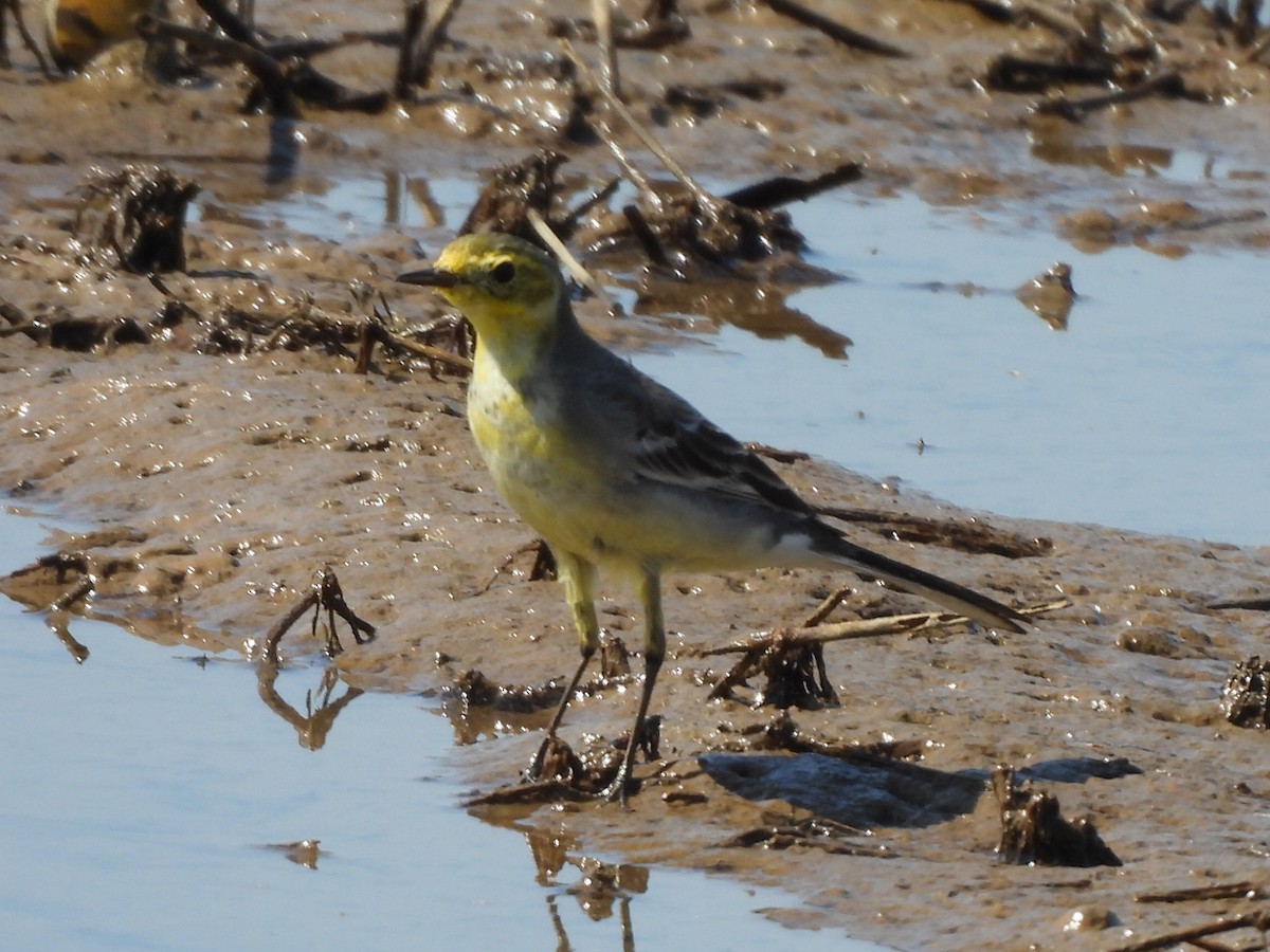 konipas citronový - ML645983862