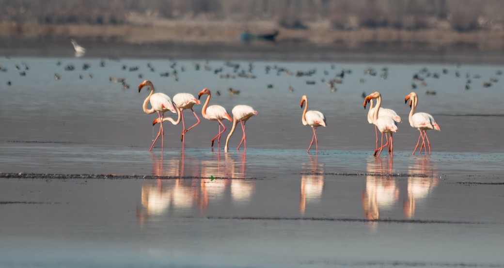 Rosaflamingo - ML645983864