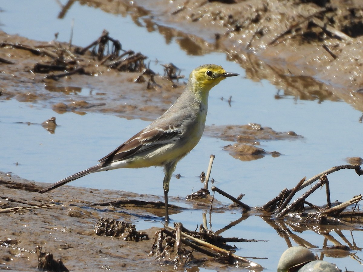 Zitronenstelze - ML645983865