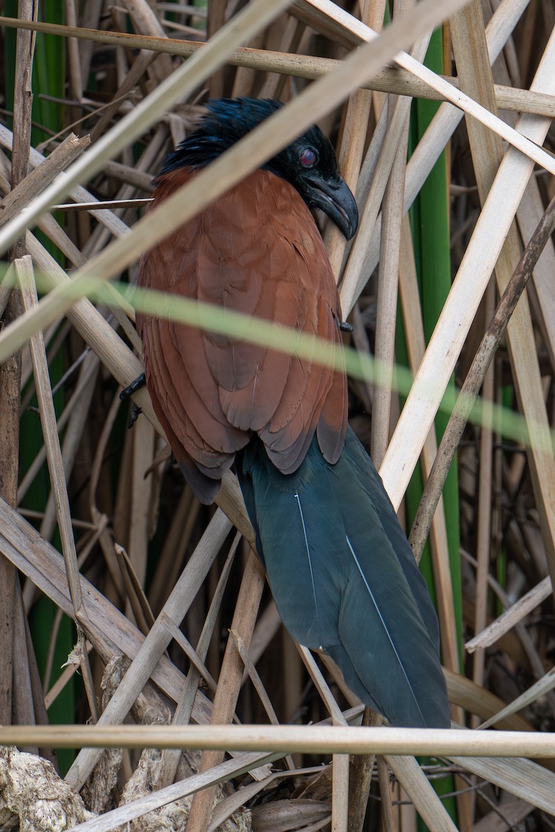 Heckenkuckuck - ML645983867