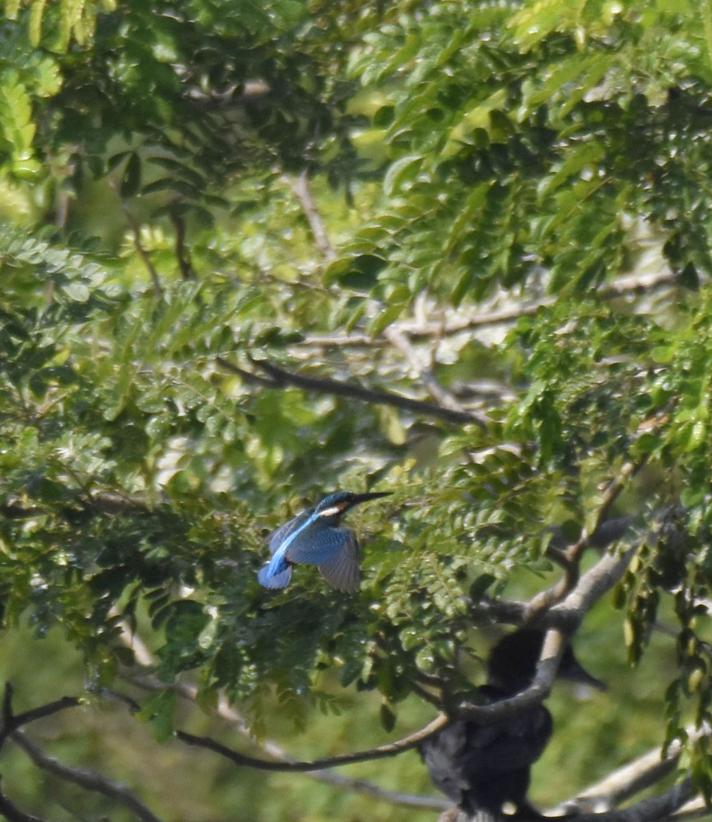 Eisvogel - ML645983869