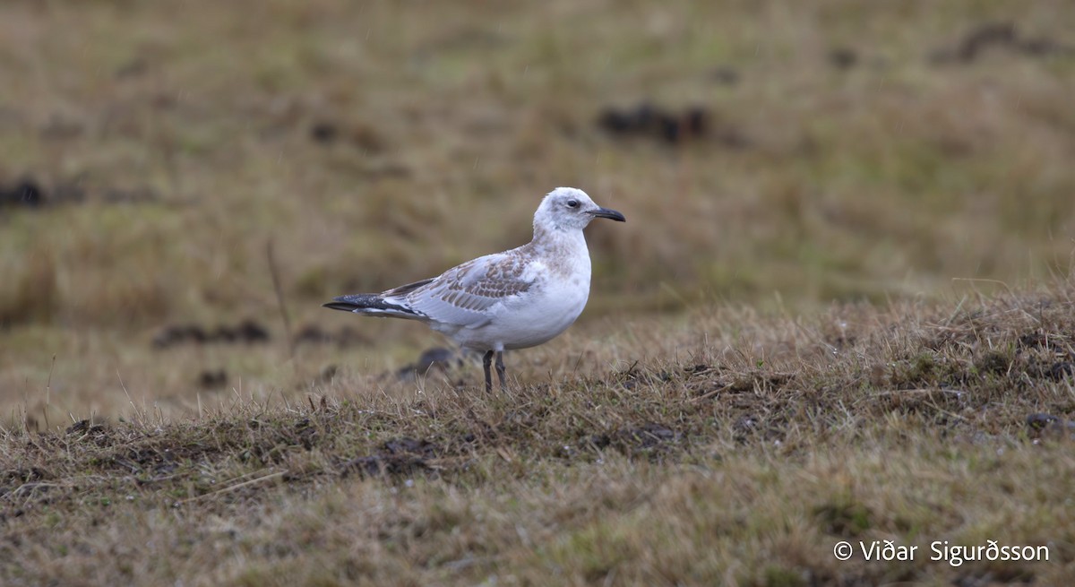 Mediterranean Gull - ML645983870